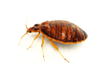 Bed Bug pest control