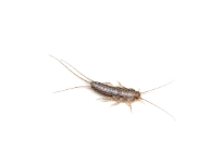 silverfish occasional invaders