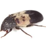 larder beetle Integral