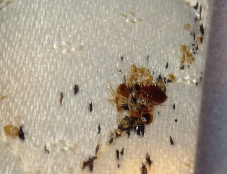 What Is The Best Bed Bug Treatment For Rentals?