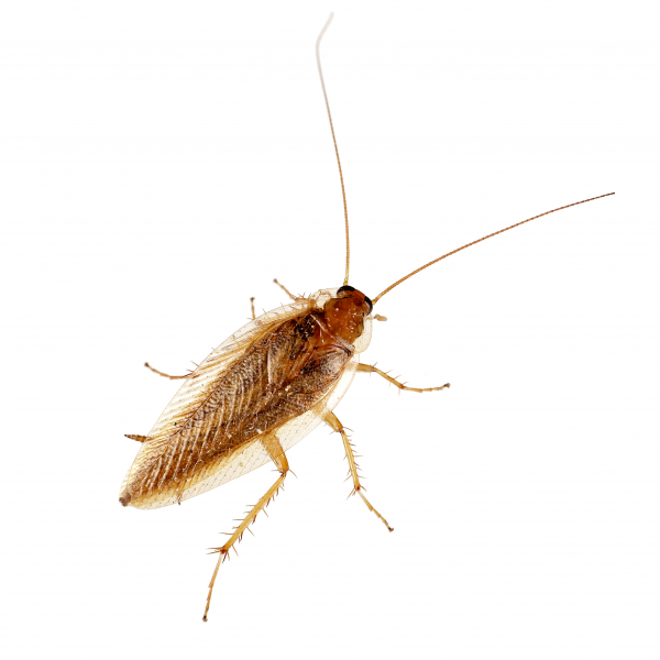 4 Signs That You Have A Cockroach Infestation In Your Restaurant